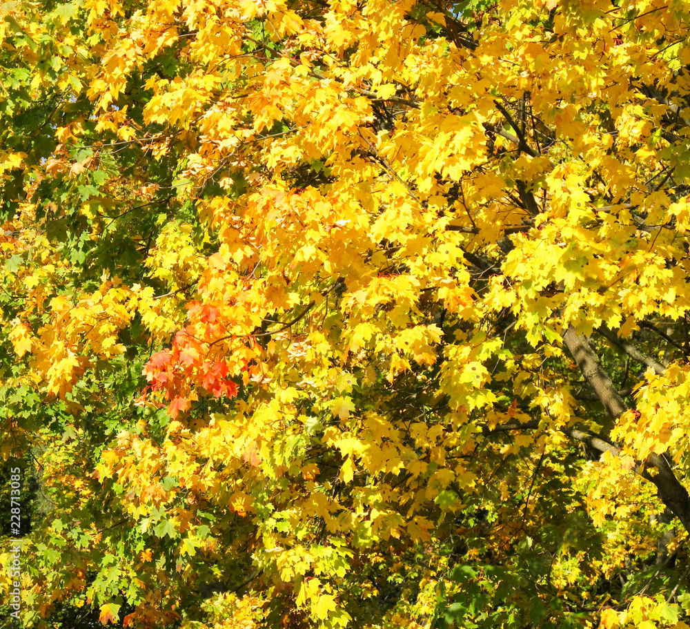 Bright colorful autumn maple leaves Bright colorful autumn maple leaves