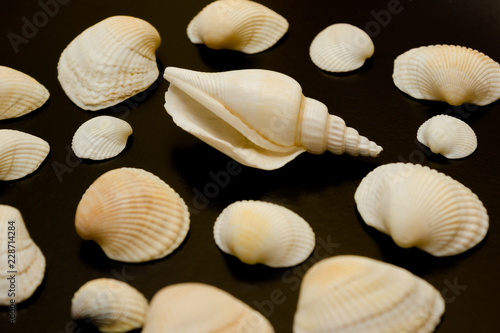 Beautiful varied seashells on a black background  texture