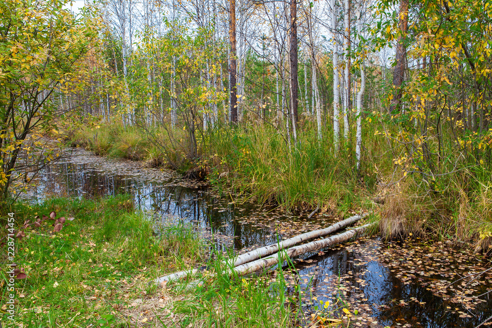 Bridge over the stream in the autumn forest, in Russia, won