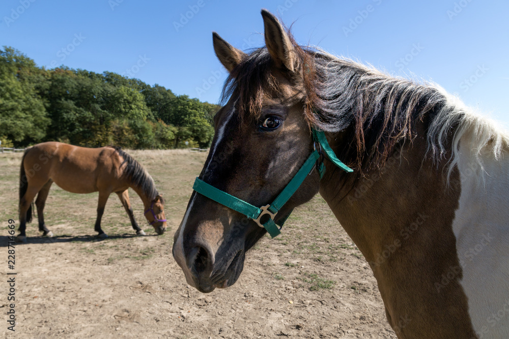 Fototapeta premium two horses grazing in a meadow