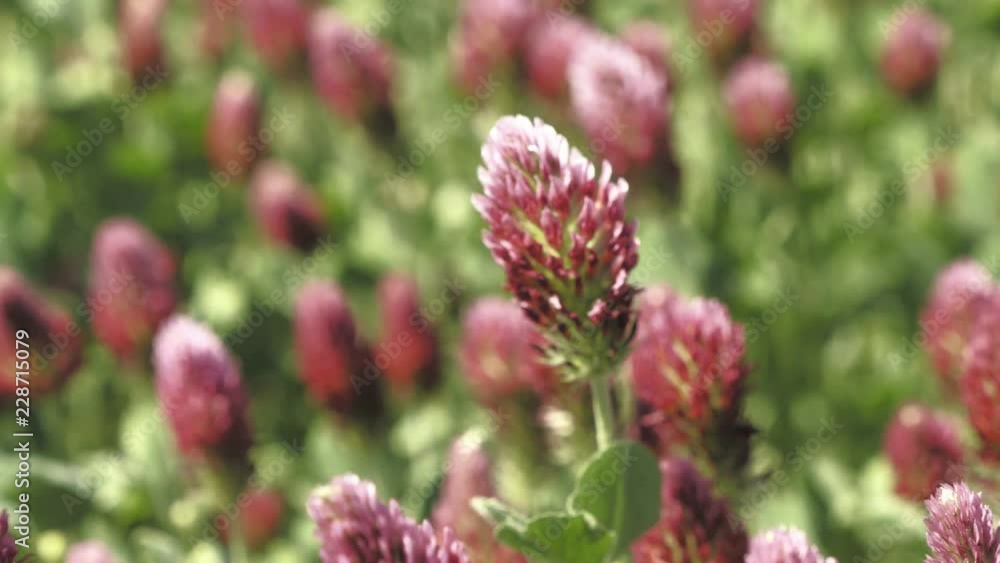 Blooming field with clover. Crimson summer field. Day footage, low depth of field Blooming field with clover. Crimson summer field. Day footage, low depth of field