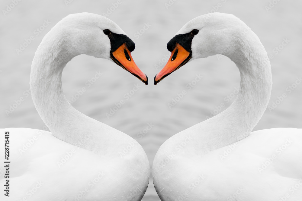Naklejka premium true love of swans