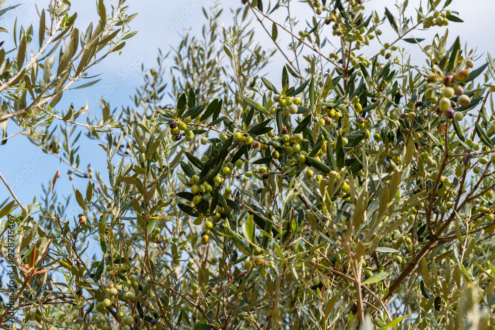 olive tree branches with fruits olive tree branches with fruits
