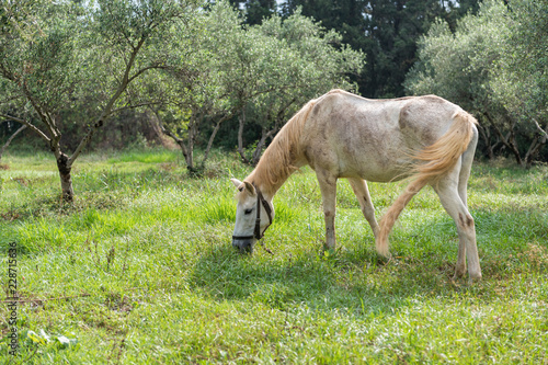 A white horse grazes among the olive trees
