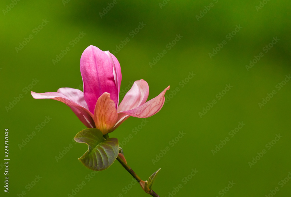 Fototapeta premium Single pink magnolia flower blooming in the forest
