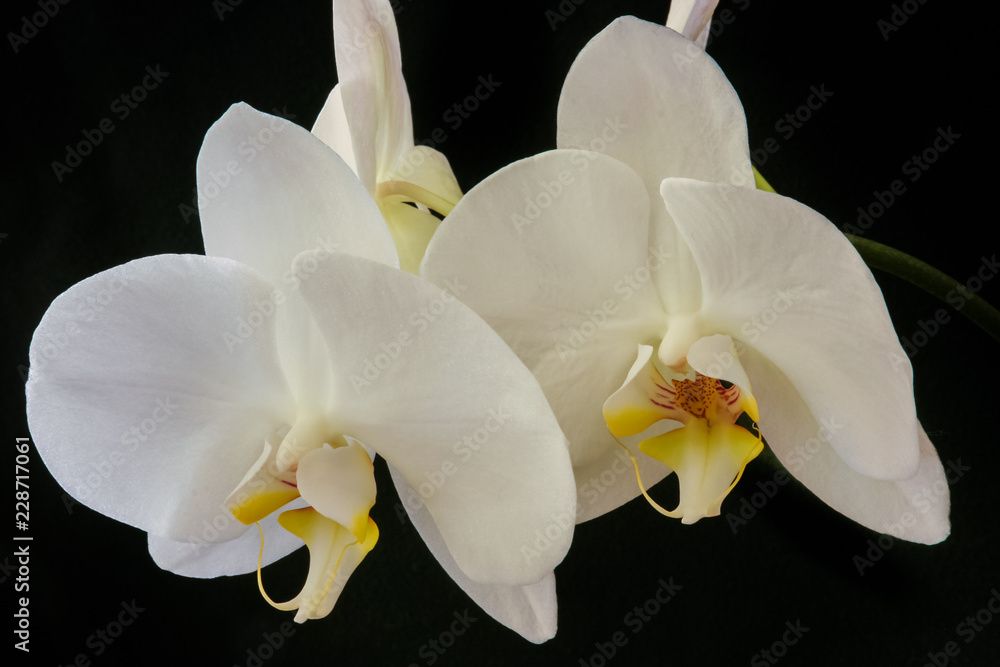 Beautiful white orchids isolated on black background Beautiful white orchids isolated on black background
