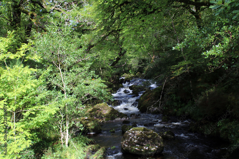 Stream through the bushes on the Cork Kerry mountains Stream through the bushes on the Cork Kerry mountains