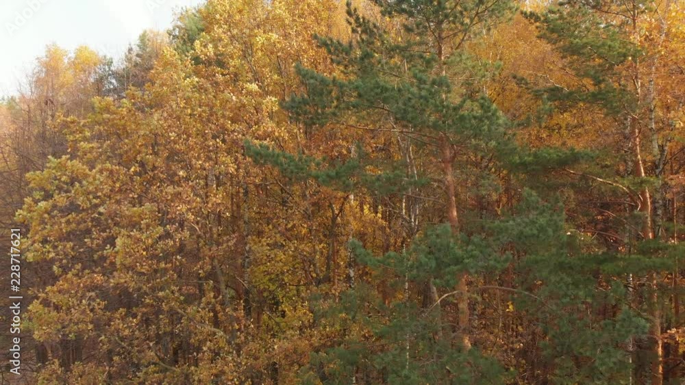 rise up above the beautiful autumn forest rise up above the beautiful autumn forest