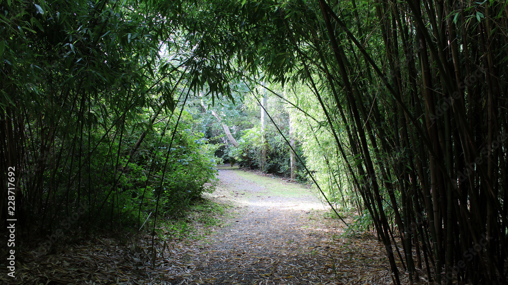Trail through the bamboo forest Trail through the bamboo forest
