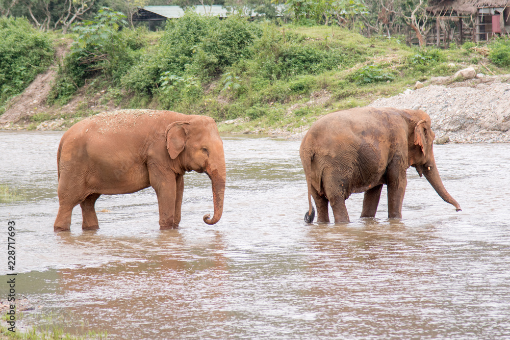 Fototapeta premium 2 elephants walking through the water in a an elephant rescue and rehabilitation center in Northern Thailand - Asia