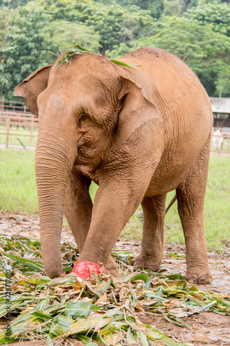 Portrait of an elephant with an injured feet in a an elephant rescue and rehabilitation center in Northern Thailand - Asia