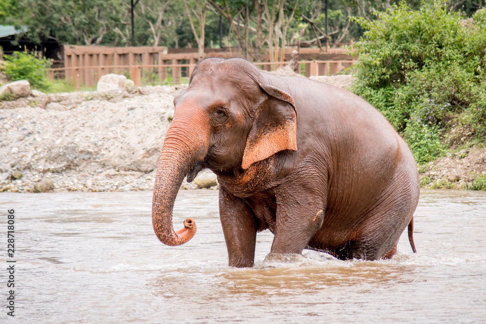 Elephant walking through the water in a an elephant rescue and rehabilitation center in Northern Thailand - Asia