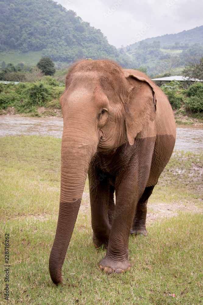 Obraz premium Elephant walking towards the camera after going through the water in a an elephant rescue and rehabilitation center in Northern Thailand - Asia