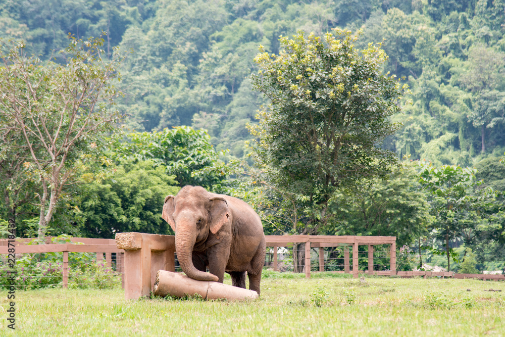 Elephant scratching himself in a an elephant rescue and rehabilitation center in Northern Thailand - Asia