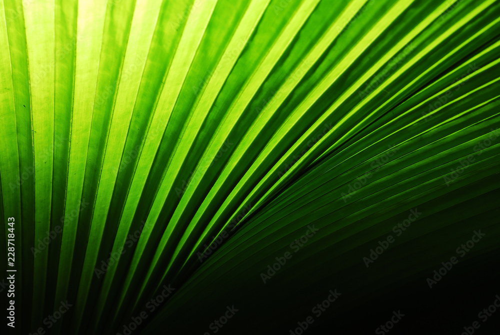 Obraz premium Pattern and line with shadow of light on green palm leaf with black background.