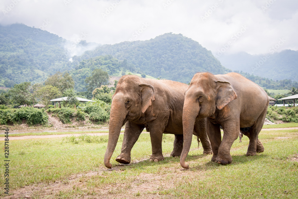 Obraz premium 2 elephants walking towards left in a an elephant rescue and rehabilitation center in Northern Thailand - Asia