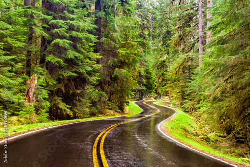 Wet winding road through a lush green forest