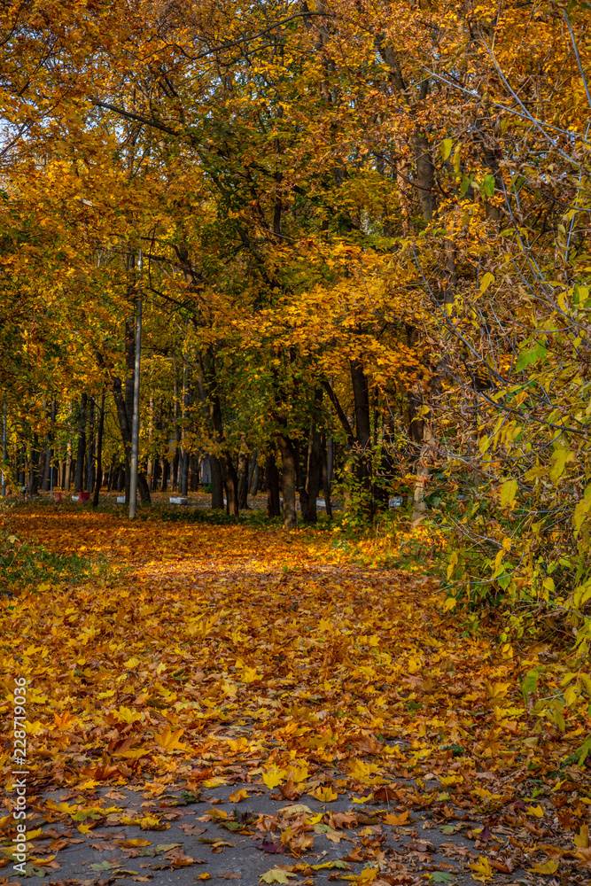 autumn in the park autumn in the park