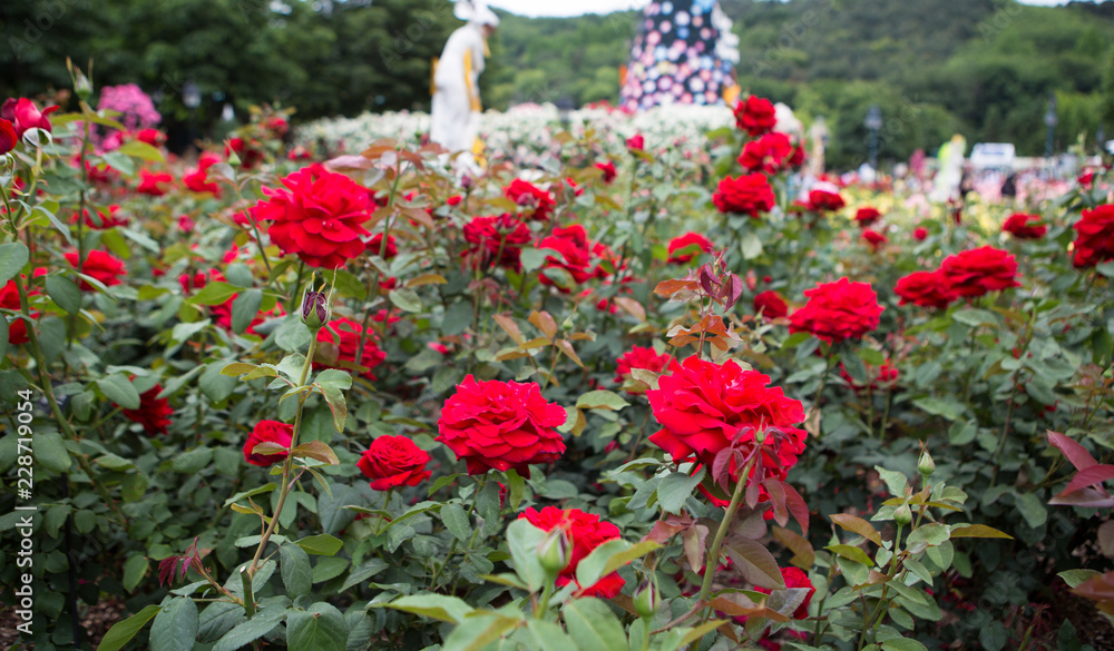 Red color roses with green leaves bloom in rose garden
