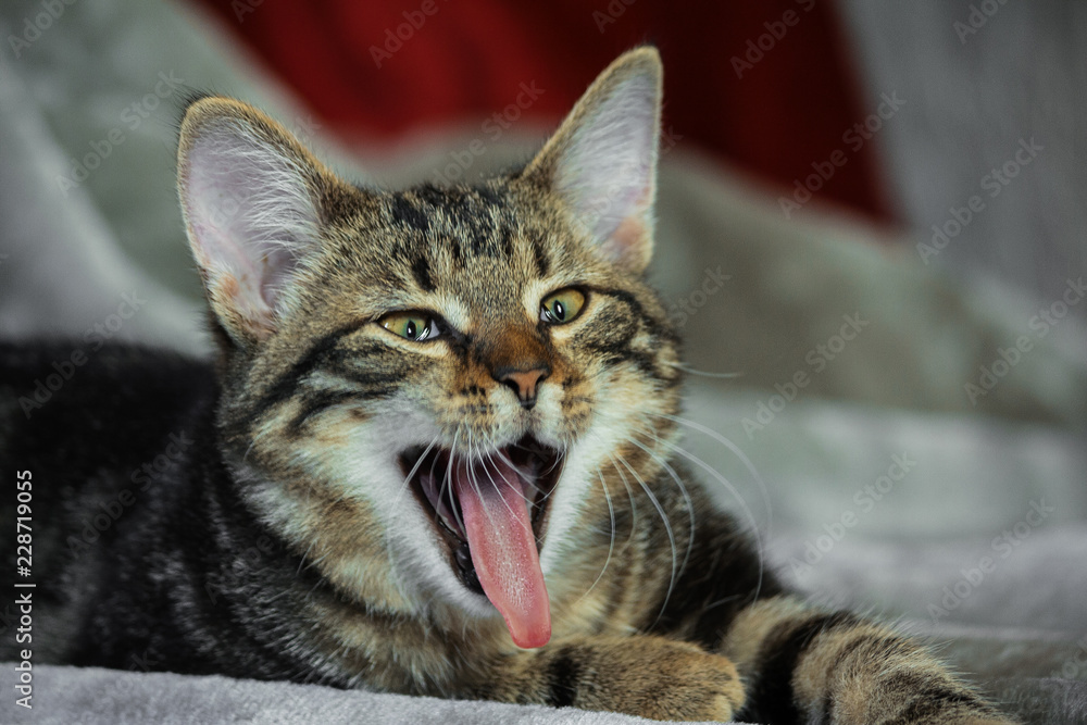small mongrel striped kitten is lying on its stomach, front paws are extended, the mouth is wide open, tongue is stuck out, eyes slanting, funny look, orange nose, animal on a gray shiny rug