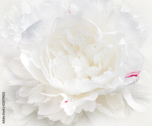 White peony flower close-up. Background image, macro.