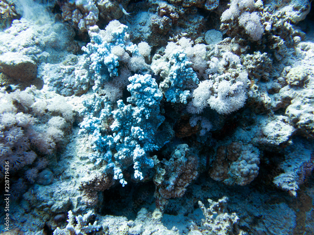 Fototapeta premium Rotes Meer