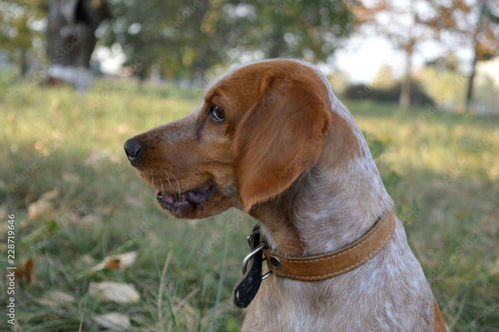 Decorative dog walks in the city autumn Park, a clear day.