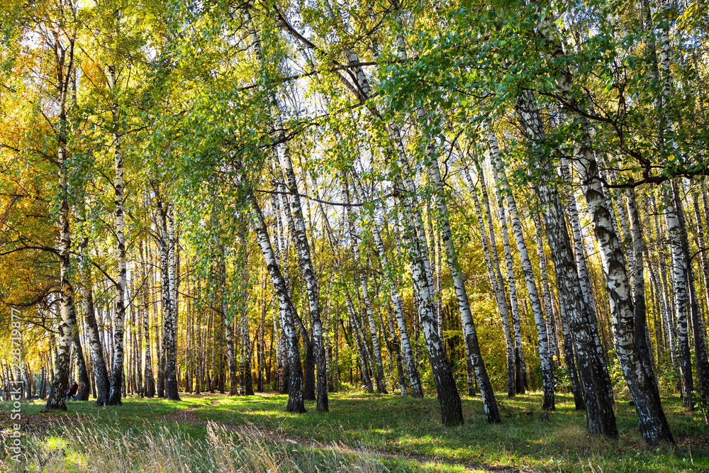 birch trees in forest of urban park in autumn