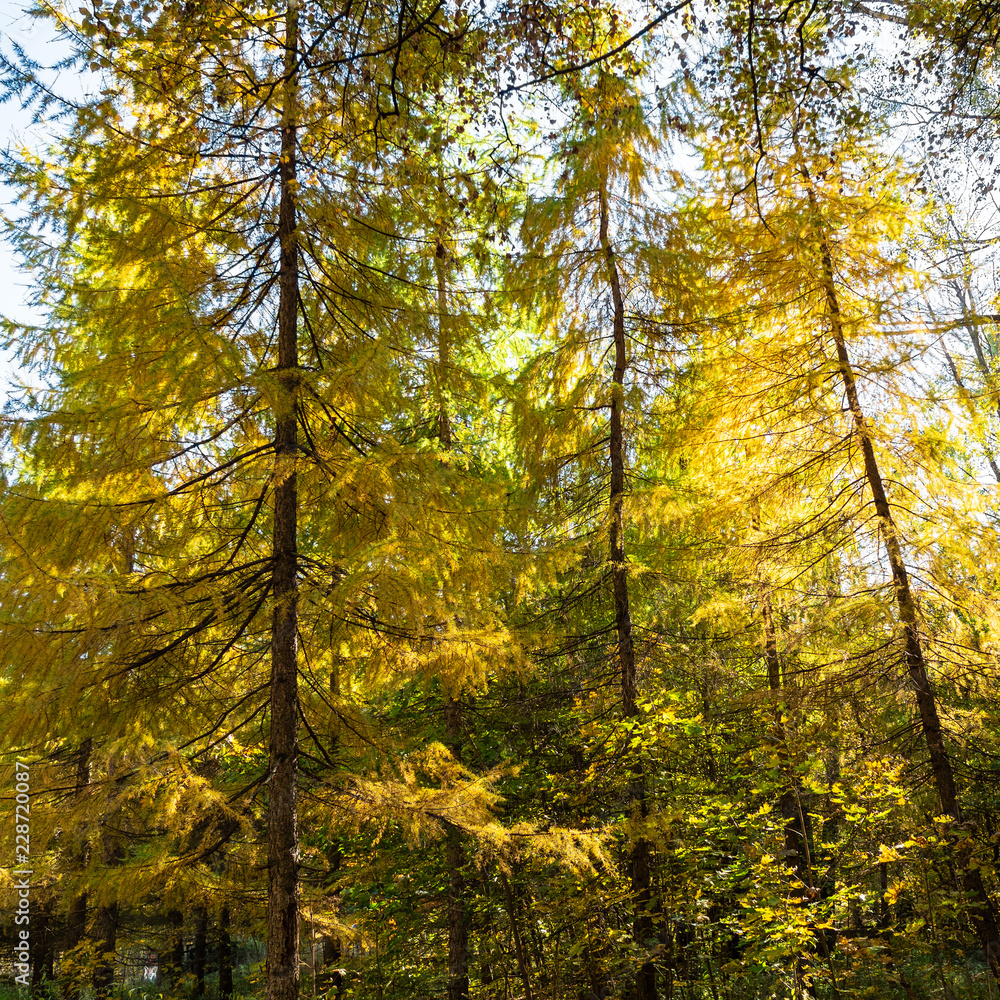 larch trees lit by sun in forest of urban park larch trees lit by sun in forest of urban park
