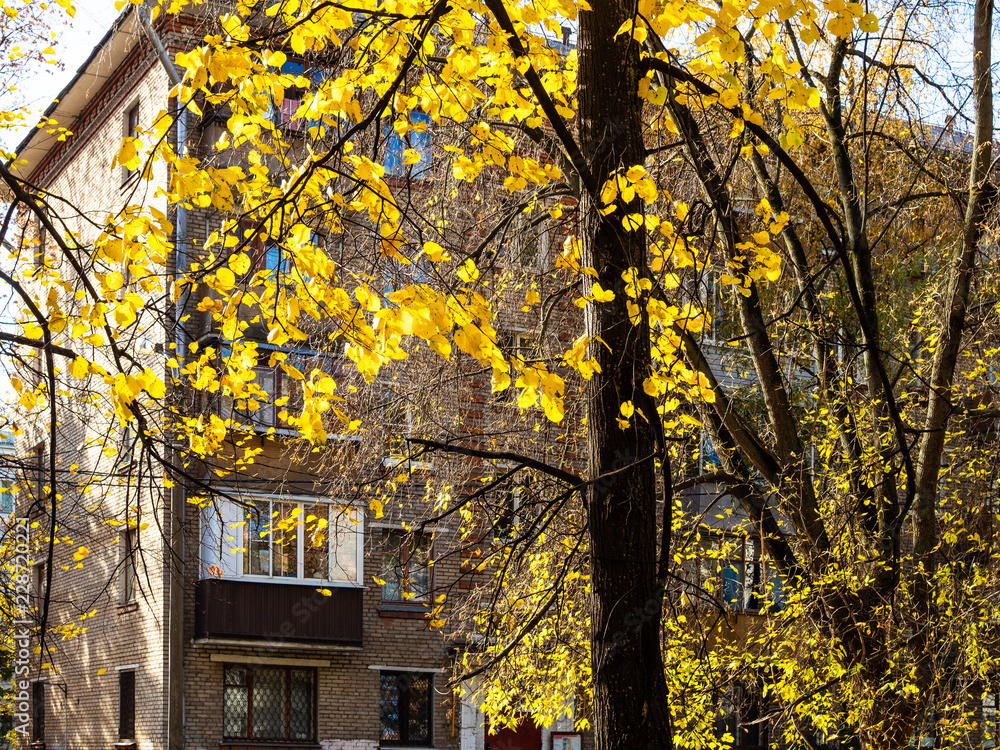 Fototapeta premium yellow leaves of tree lit by sun and urban house