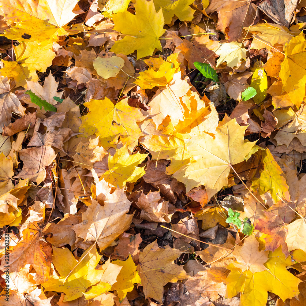 top view of many fallen leaves on lawn in autumn