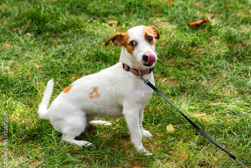 Cute happy jack russel puppy pet dog on the grass