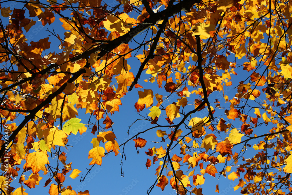 Herbstblätter einer Kastanie