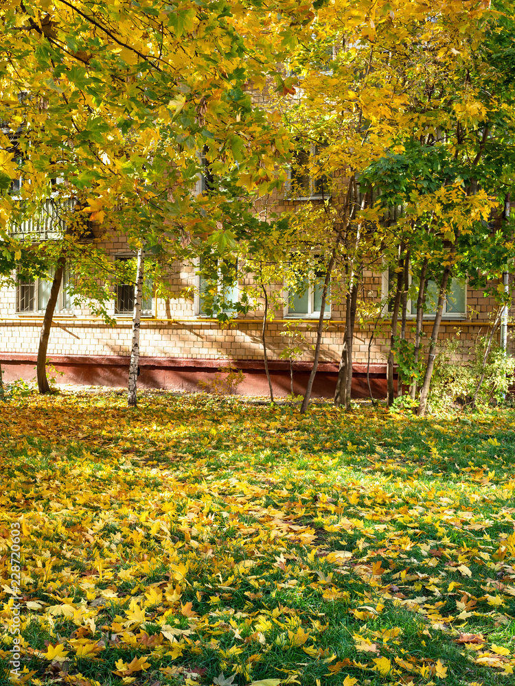 green lawn covered fallen leaves in urban yard green lawn covered fallen leaves in urban yard