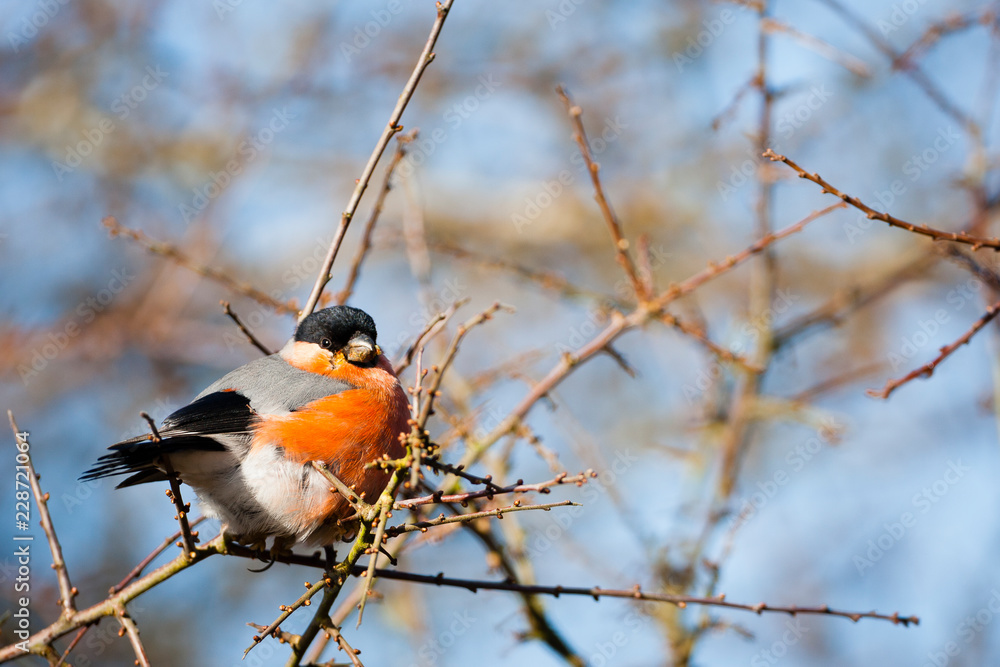 PULBOROUGH BROOKS, SUSSEX Bullfinch (Pyrrhula pyrrhula) in habitat. PULBOROUGH BROOKS, SUSSEX Bullfinch (Pyrrhula pyrrhula) in habitat.