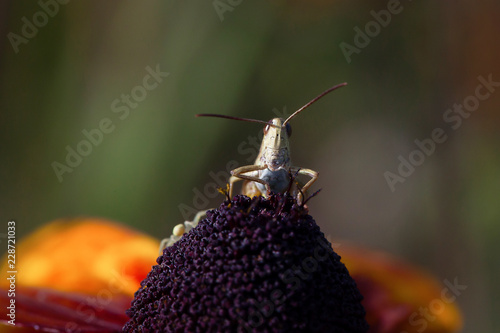 Meadow grasshopper (Chorthippus parallelus)