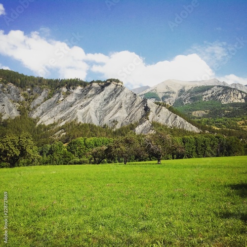 P  turage en montagne  dans les Alpes fran  aises  