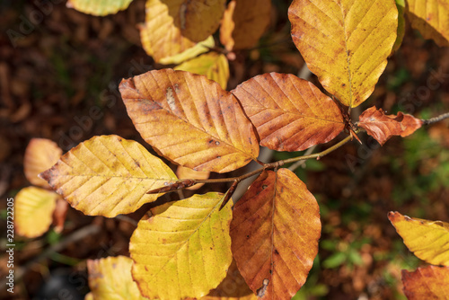 Herbstblätter