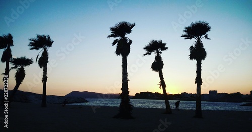 Coucher de soleil avec des palmiers sur la plage du Mourillon à Toulon  photo