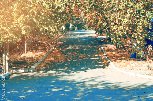 Fototapeta Naklejka Na Ścianę i Meble -  Autumn street road yellow leaves trees sun nature