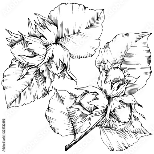 Vector autumn plant hazel nut. Leaf plant botanical garden floral foliage. Isolated illustration element. Vector leaf for background, texture, wrapper pattern, frame or border.