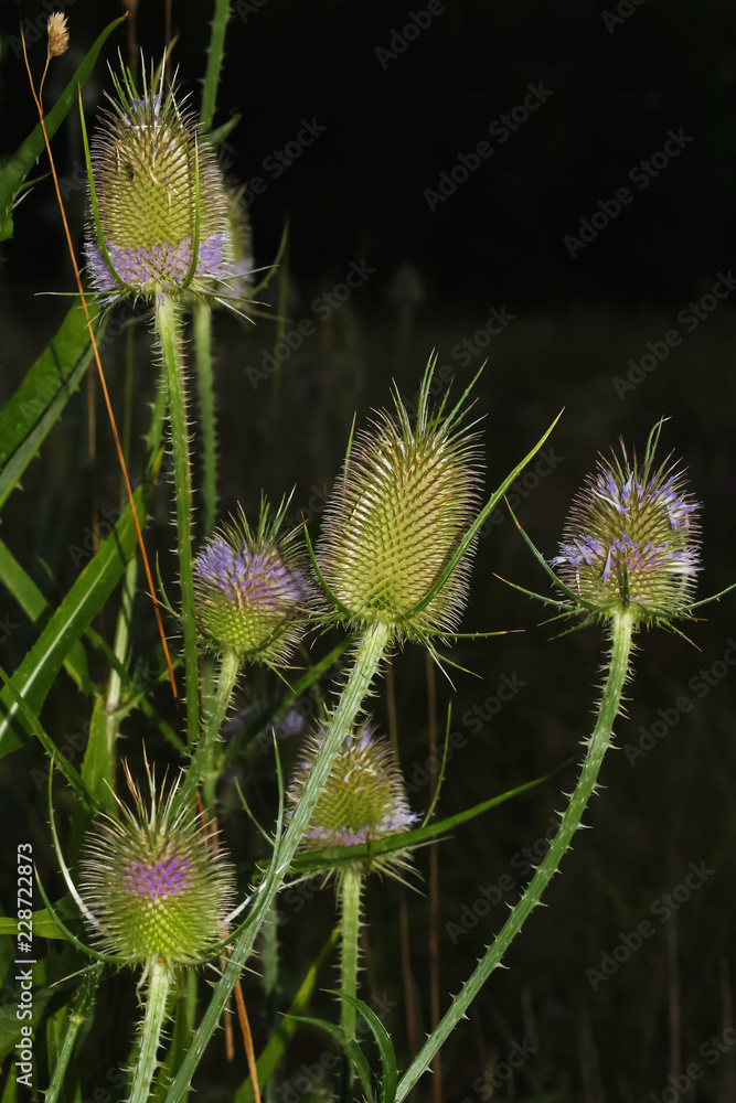 Distel, Wilde Karde, Dipsacus fullonum Distel, Wilde Karde, Dipsacus fullonum