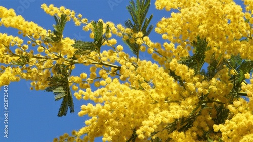 Mimosa en fleur pendant l'hiver 