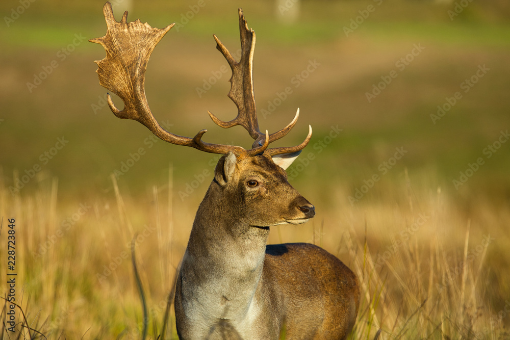 Fototapeta premium Portret samca daniela (Dama dama) jesienią