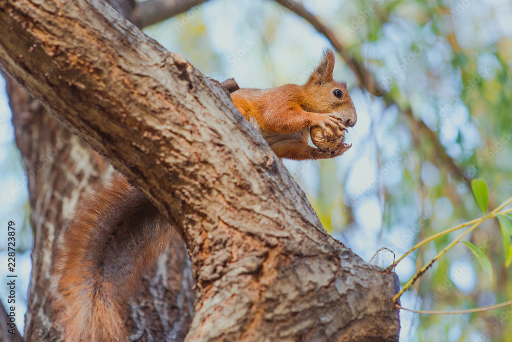 squirrel sitting with nut on the tree in autumn squirrel sitting with nut on the tree in autumn