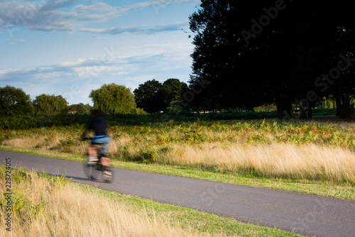 A person rides a bike through Bushy Park in late afternoon light.