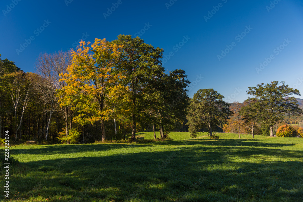 Vivid yellow foliage against blue sky on tree with early fall foliage Vivid yellow foliage against blue sky on tree with early fall foliage