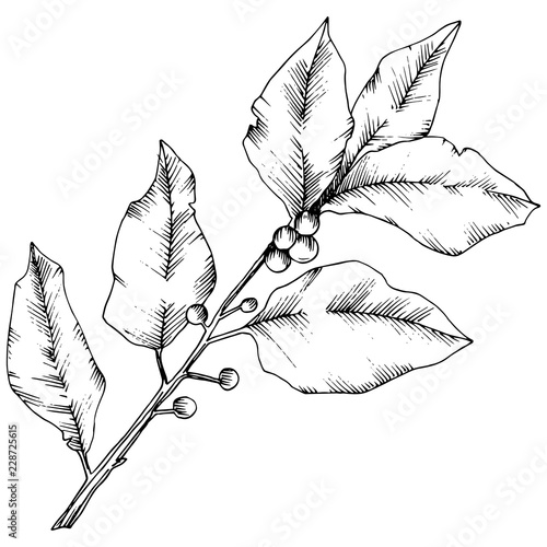 Vector laurus leaf. Leaf plant botanical garden floral foliage. Isolated illustration element. Black and white engraved ink art. Vector leaf for background, texture, wrapper pattern, frame or border.