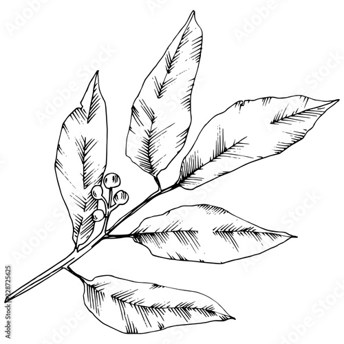 Vector laurus leaf. Leaf plant botanical garden floral foliage. Isolated illustration element. Black and white engraved ink art. Vector leaf for background, texture, wrapper pattern, frame or border.