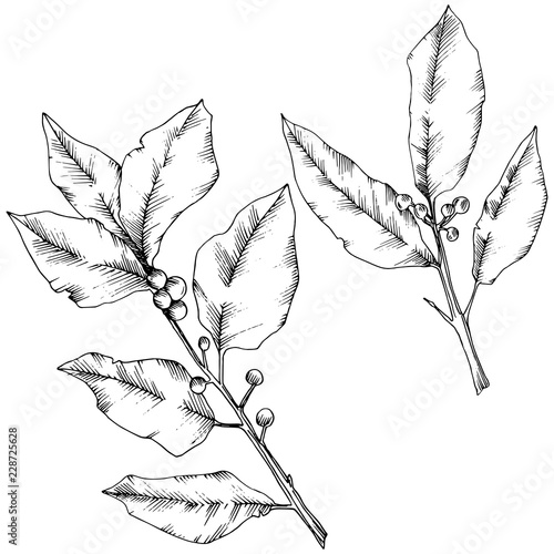 Vector laurus leaf. Leaf plant botanical garden floral foliage. Isolated illustration element. Black and white engraved ink art. Vector leaf for background, texture, wrapper pattern, frame or border.